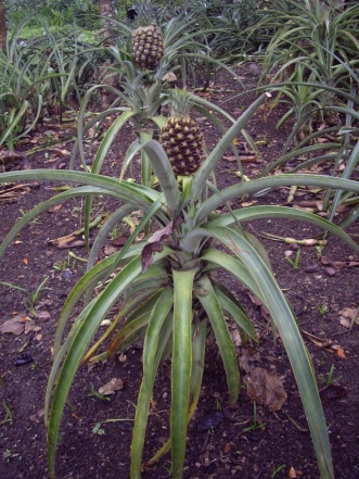 In San Agustin, we saw pineapples being grown in the hotel garden.